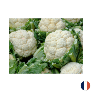 Chou fleur x8